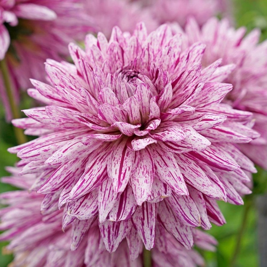 Picture of Hy Trio Dahlia Plant