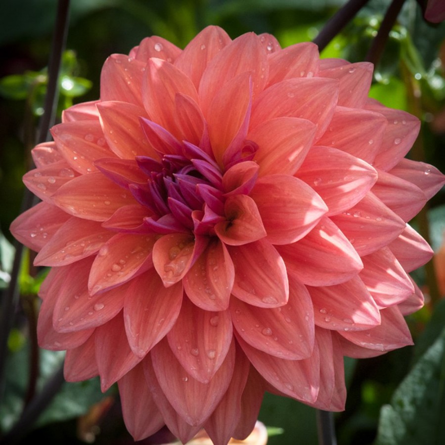 Picture of American Dawn Dahlia Plant