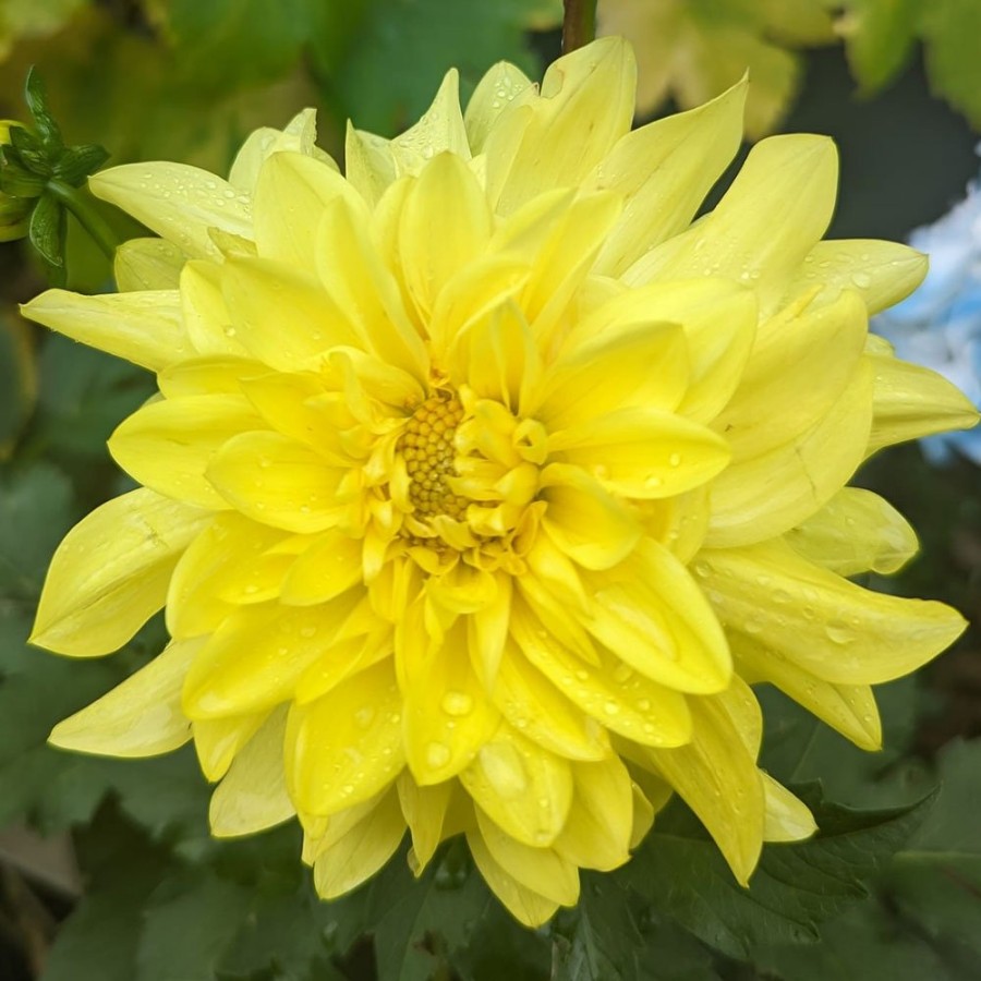 Picture of American Sun Dahlia Plant