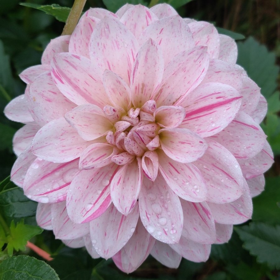 Picture of Bonesta Dahlia Plant