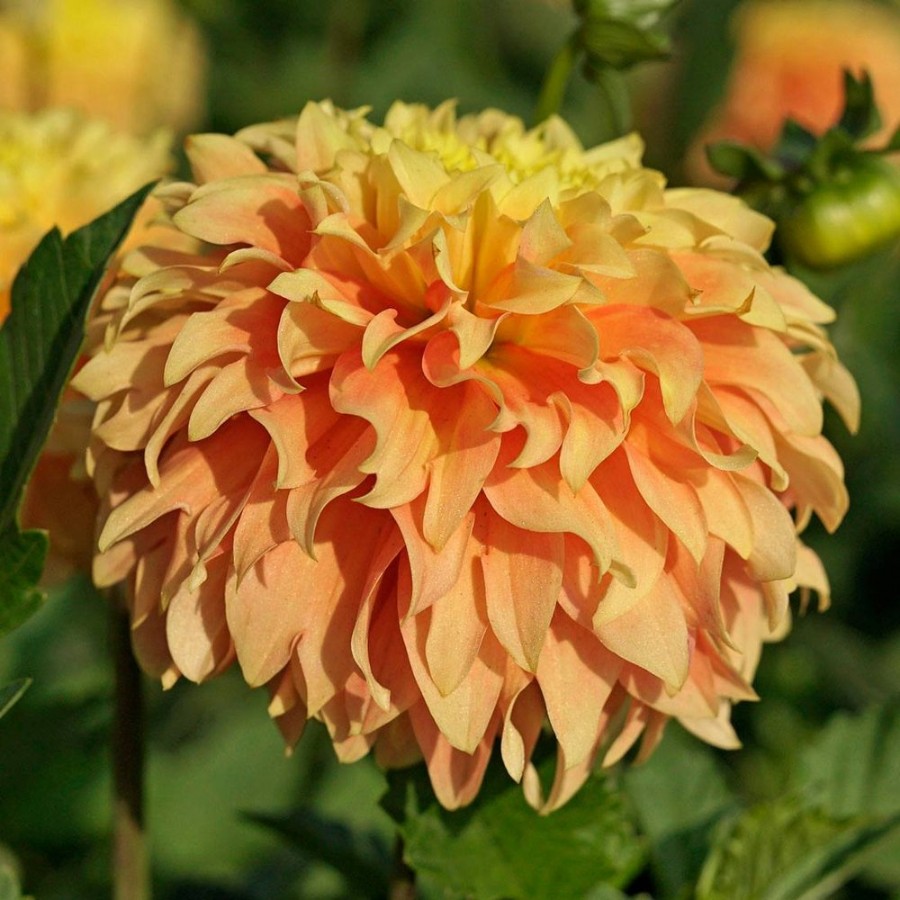 Picture of Deep Impact Dahlia Plant