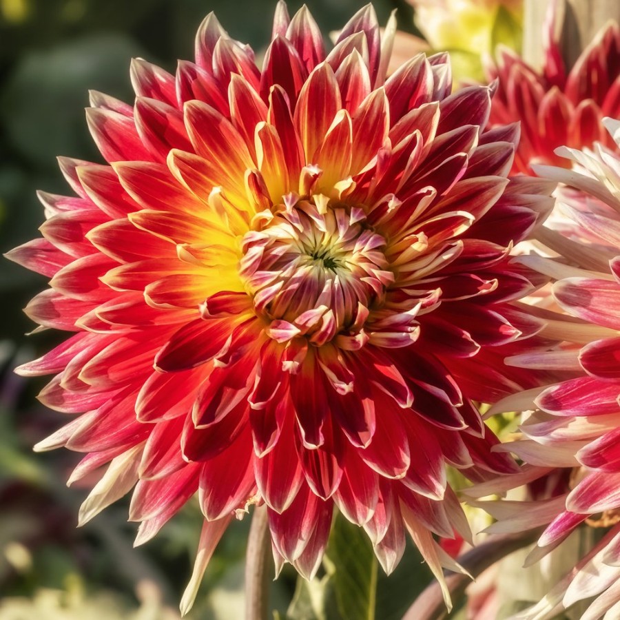 Picture of Akita Dahlia Plant