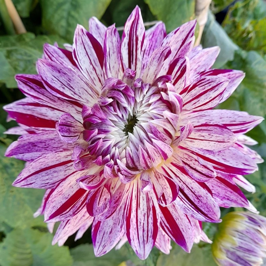 Picture of Avignon Dahlia Plant