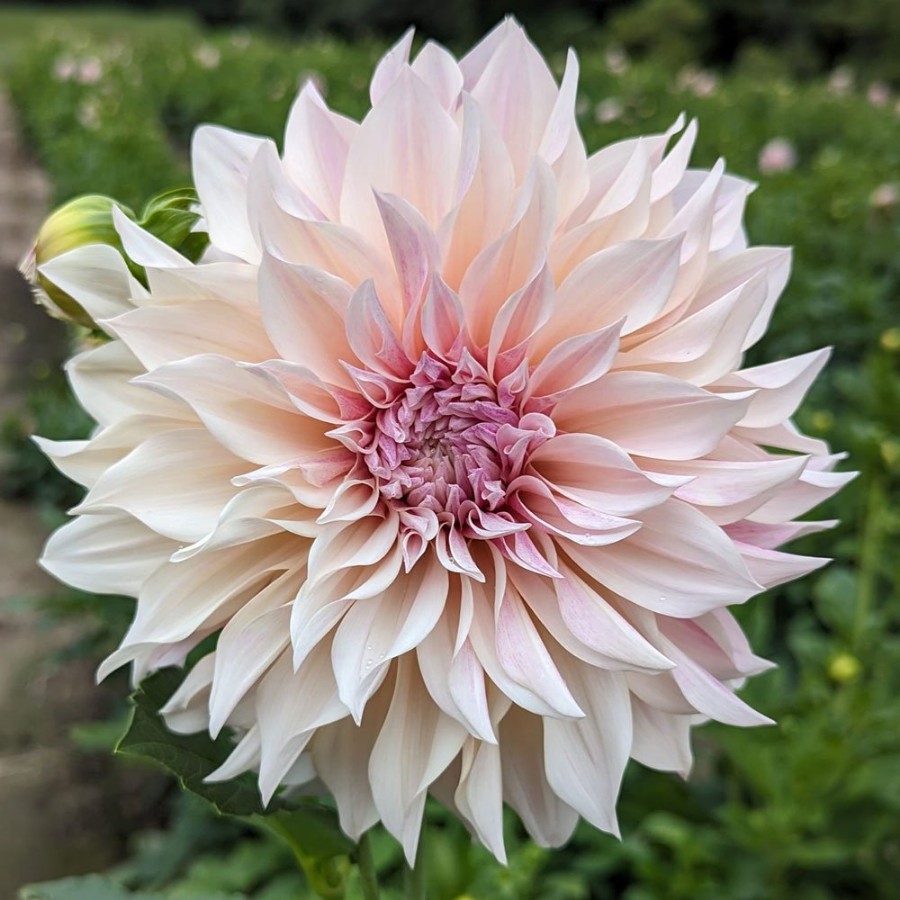 Picture of Cafe au Lait Dahlia Plant