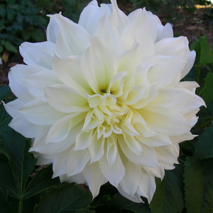 Picture of Fleurel Dahlia Plant