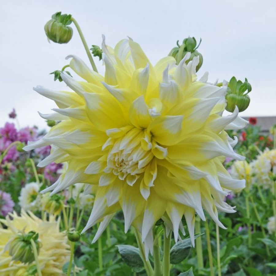 Picture of Grand Prix Dahlia Plant