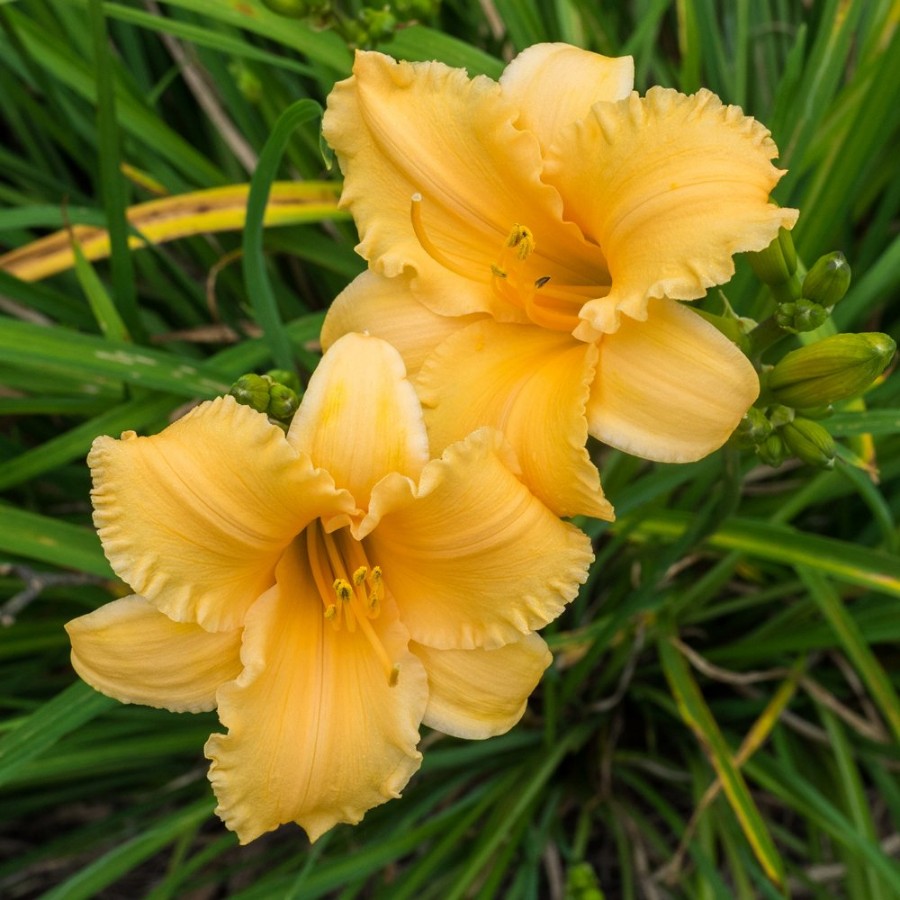 Picture of Apricot Sparkles Hemerocallis Plant