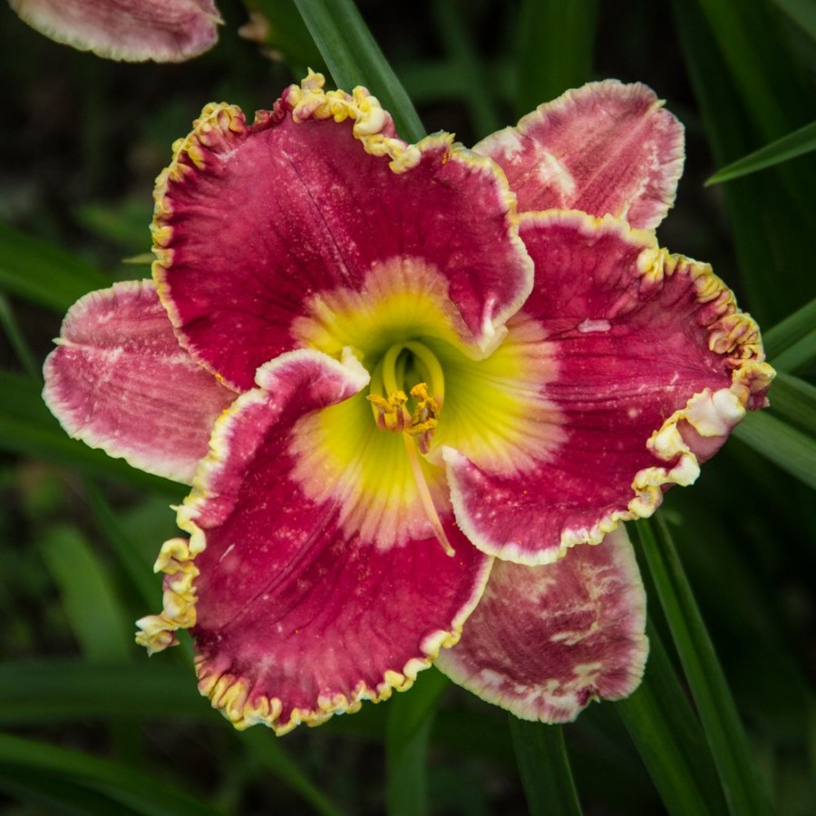 Picture of Born To Run Hemerocallis Plant