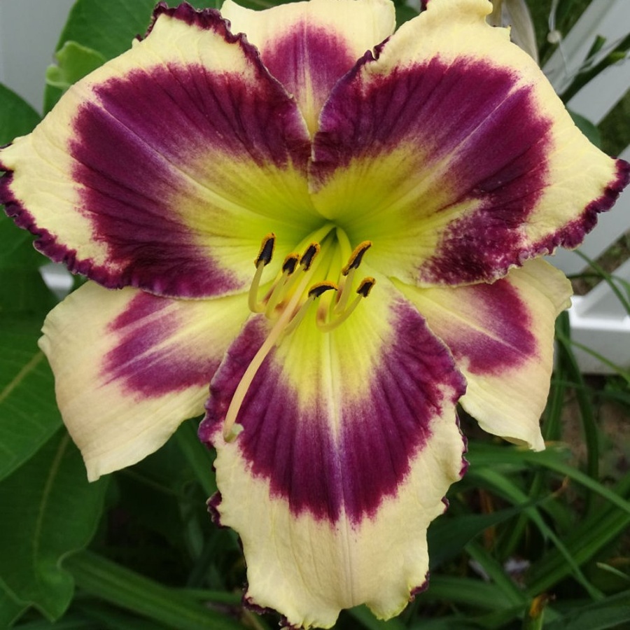 Picture of Inkheart Hemerocallis Plant