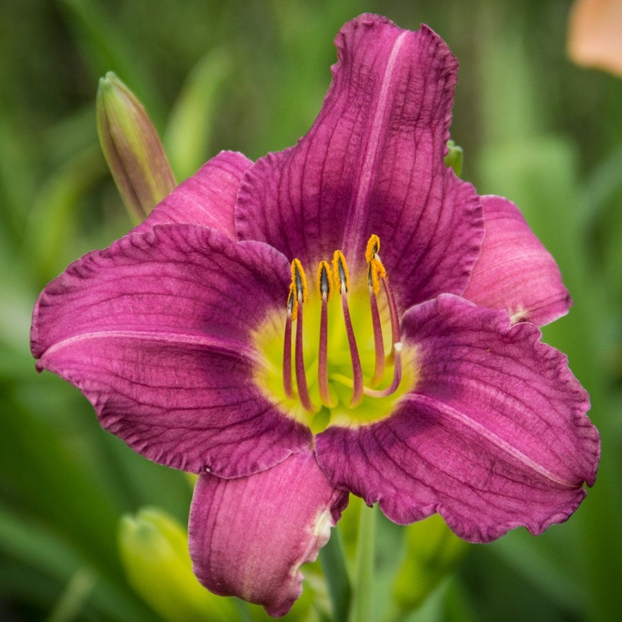 Picture of Little Grapette Hemerocallis Plant