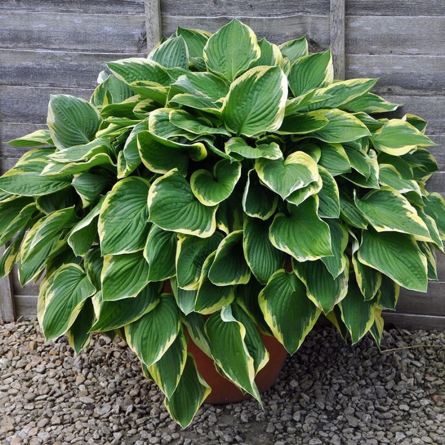 Picture of Fortunei Aureomarginata Hosta Plant