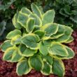 Picture of Royal Wedding Hosta Plant