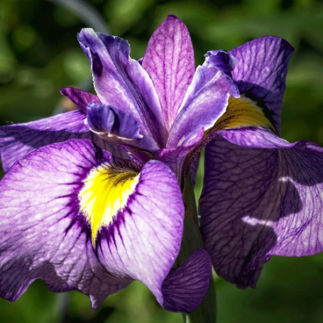 Picture of Shiryukyo Pseudata Iris Plant