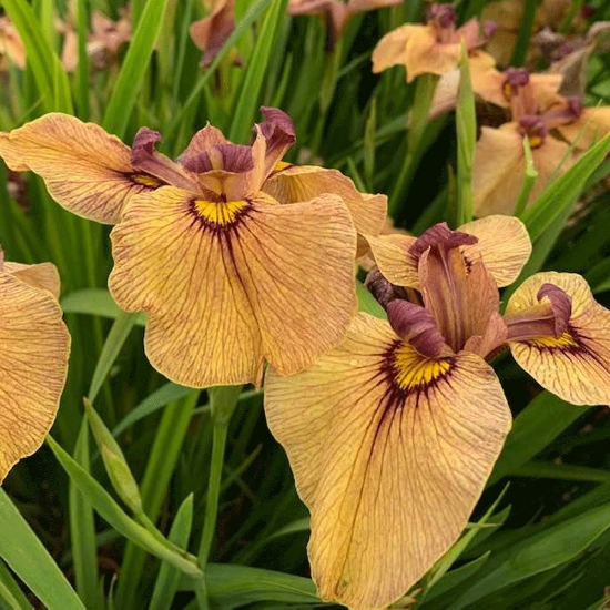 Picture of Yarai Pseudata Iris Plant