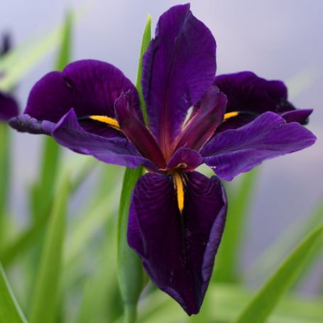 Picture of Black Gamecock Louisiana Iris Plant