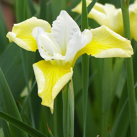 Picture of Butter and Sugar Siberian Iris Plant