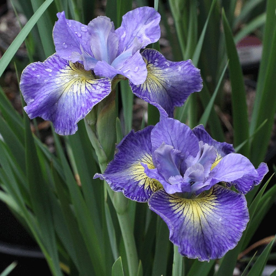 Picture of Cape Cod Boys Siberian Iris Plant