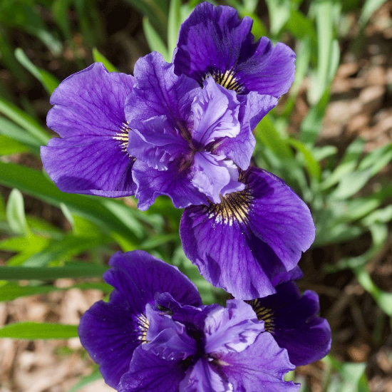 Picture of Jewelled Crown Siberian Iris Plant