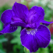 Picture of Ruffled Velvet Siberian Iris Plant