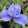 Picture of Sky Mirror Siberian Iris Plant