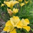 Picture of Sunfisher Siberian Iris Plant