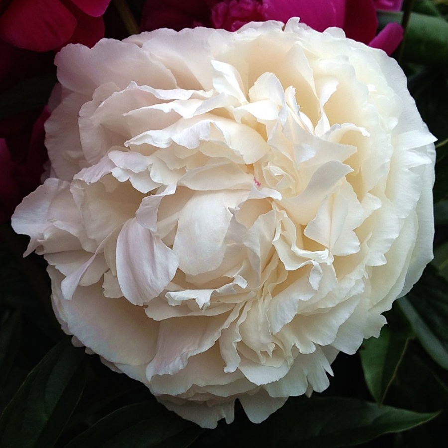 Picture of Duchesse de Nemours Peony Plant