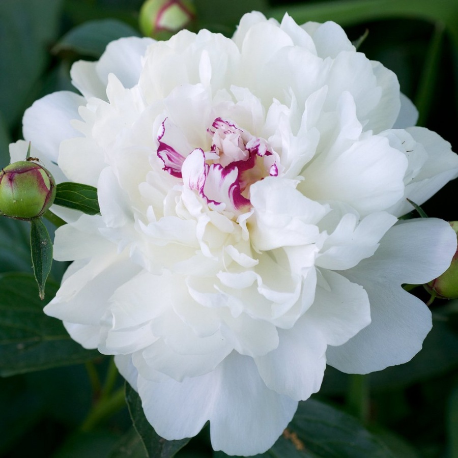 Picture of Festiva Maxima Peony Plant