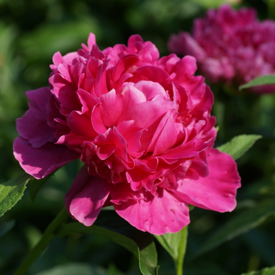 Picture of Kansas Peony Plant