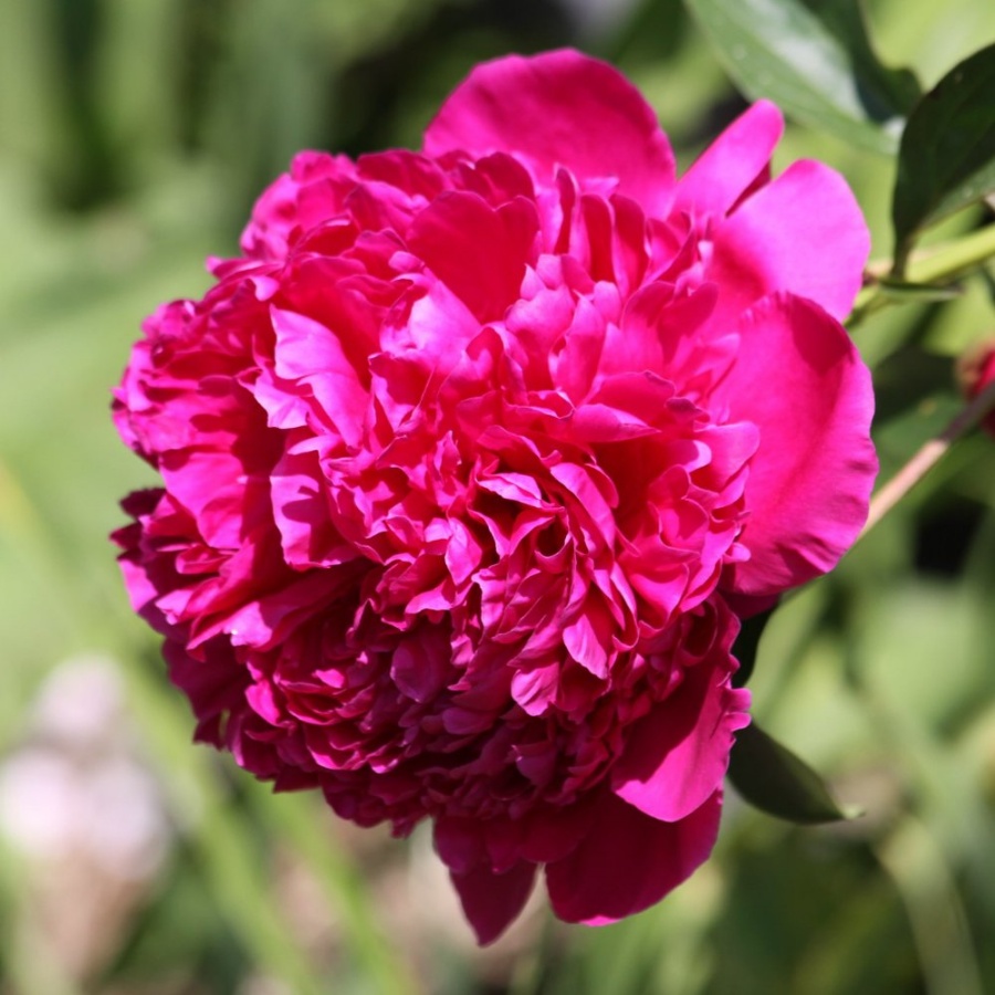 Picture of Karl Rosenfield Peony Plant