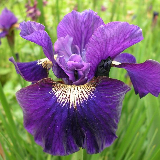Picture of Over In Gloryland Siberian Iris Plant
