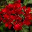 Picture of Cascade Dark Red Geranium Plant