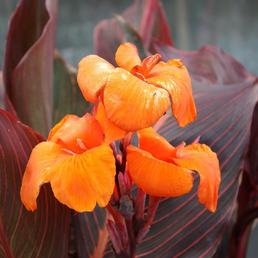 Picture of Durban Canna