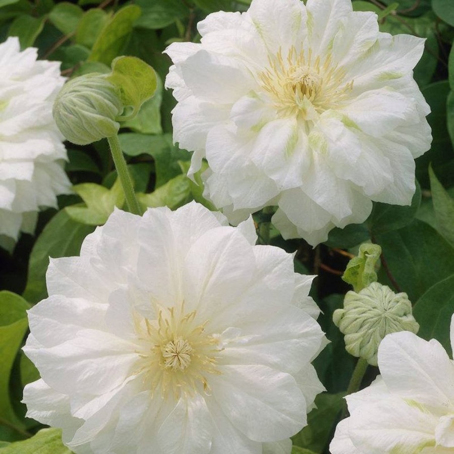 Picture of Duchess of Edinburg Clematis Plant