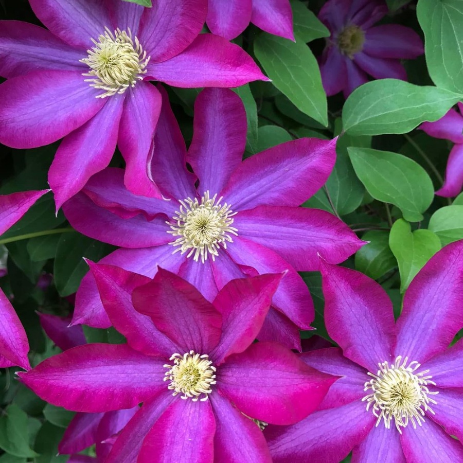 Picture of Pink Champagne Clematis Plant