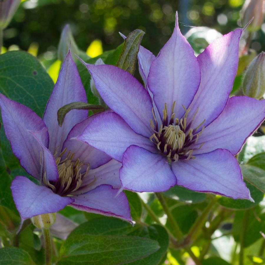 Picture of Samaritan Jo Clematis Plant