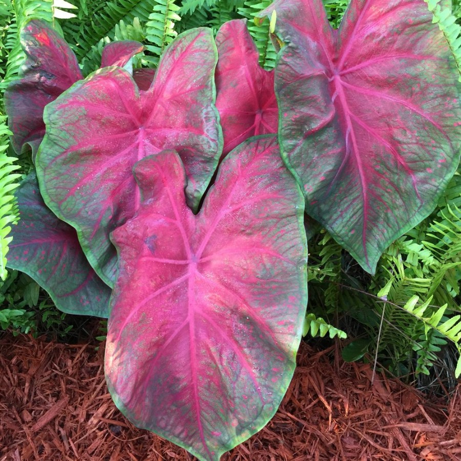 Picture of Brandywine Caladium Plant