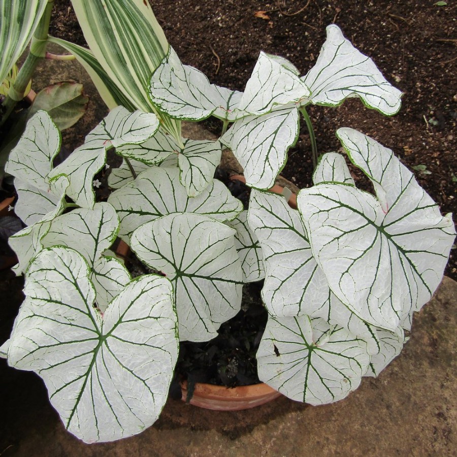 Picture of Candidum Caladium Plant