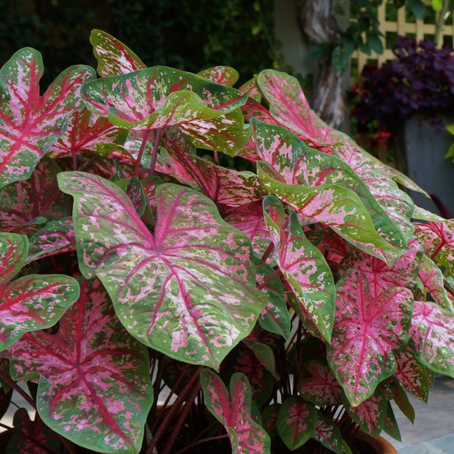 Picture of Carolyn Wharton Caladium Plant