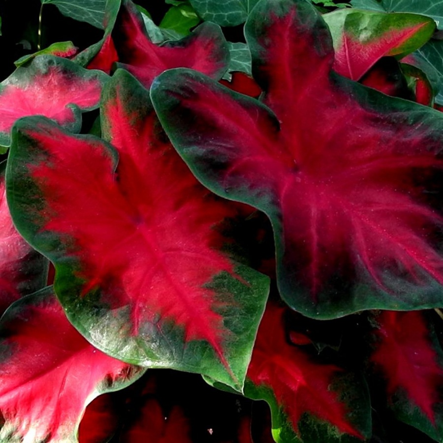 Picture of Freida Hemple Caladium Plant