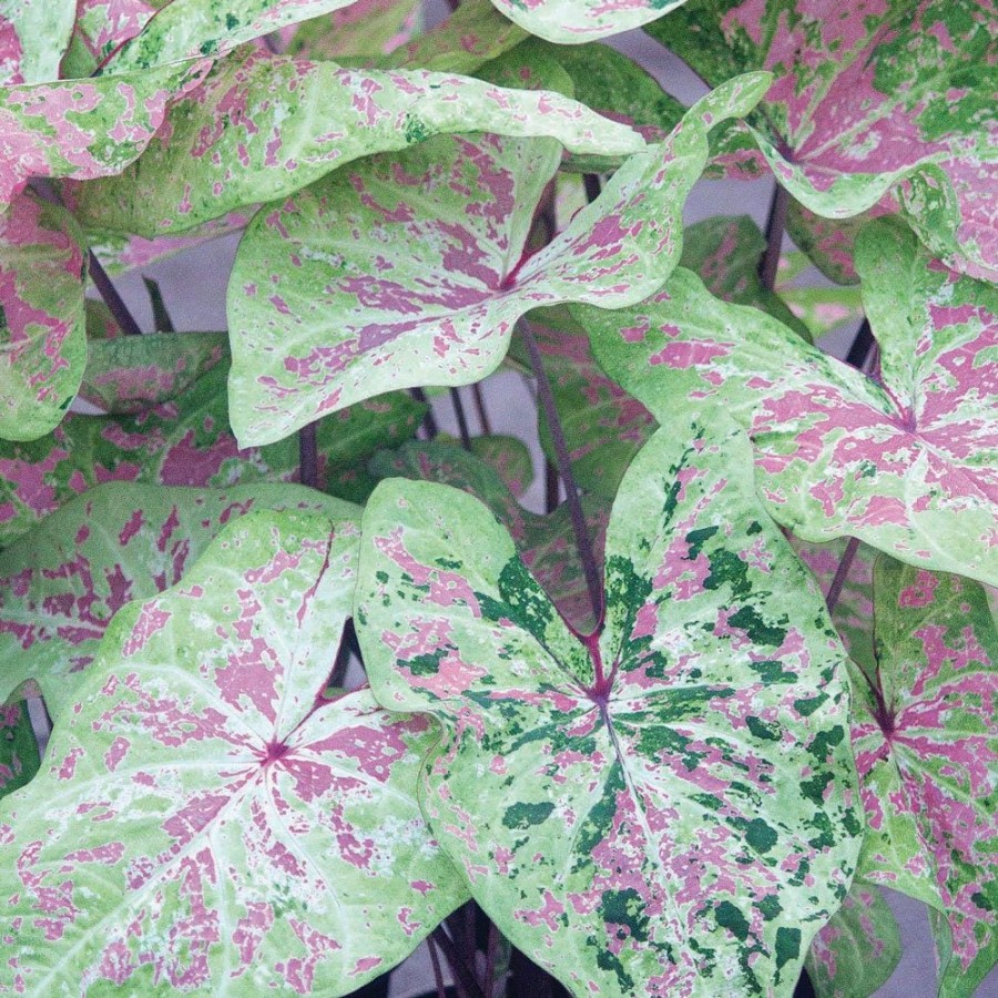 Picture of Seafoam Pink Caladium Plant