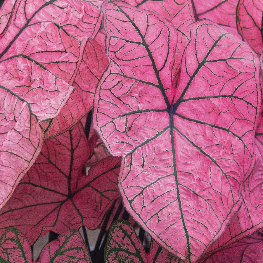 Picture of Spring Fling Caladium Plant