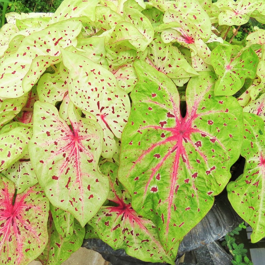 Picture of Miss Muffet Caladium Plant