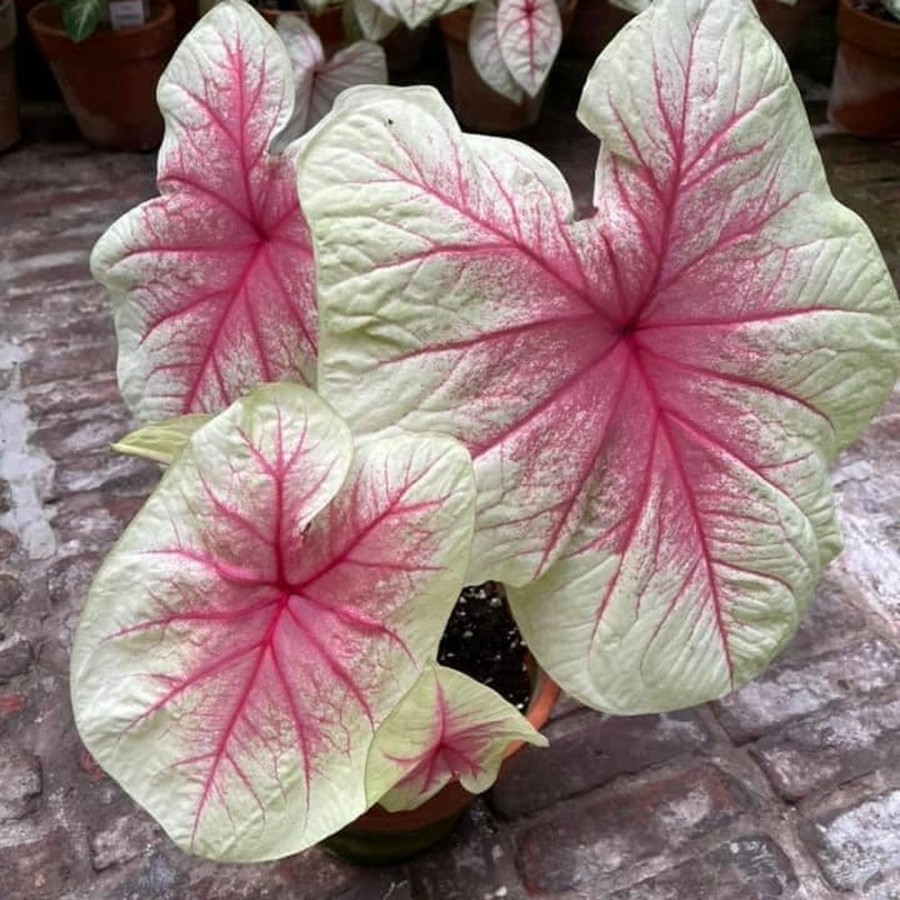 Picture of Mint Julep Caladium Plant