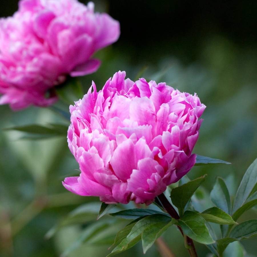 Picture of Edulis Superba Peony Plant