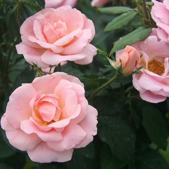 Three fully bloomed pink roses with green leaves