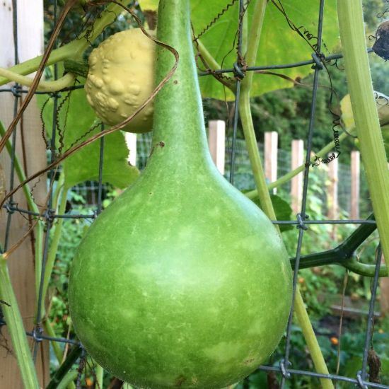Picture of Large Bottle Gourd Plant