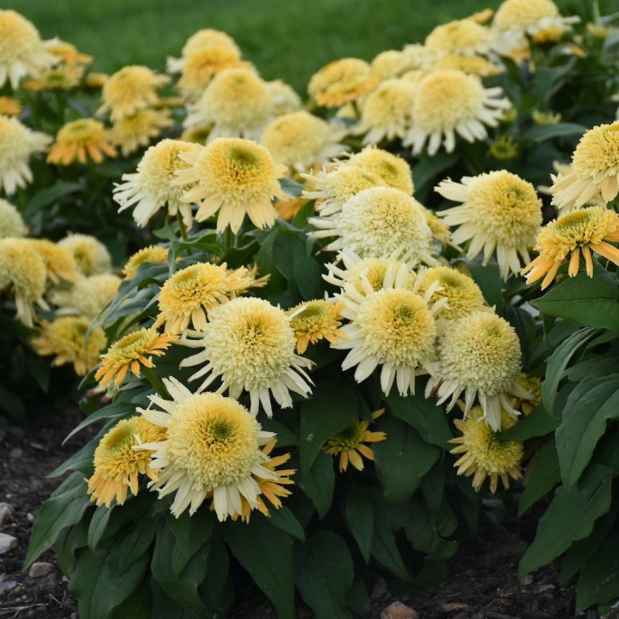 Picture of Double Coded™ Butter Pecan Echinacea Plant