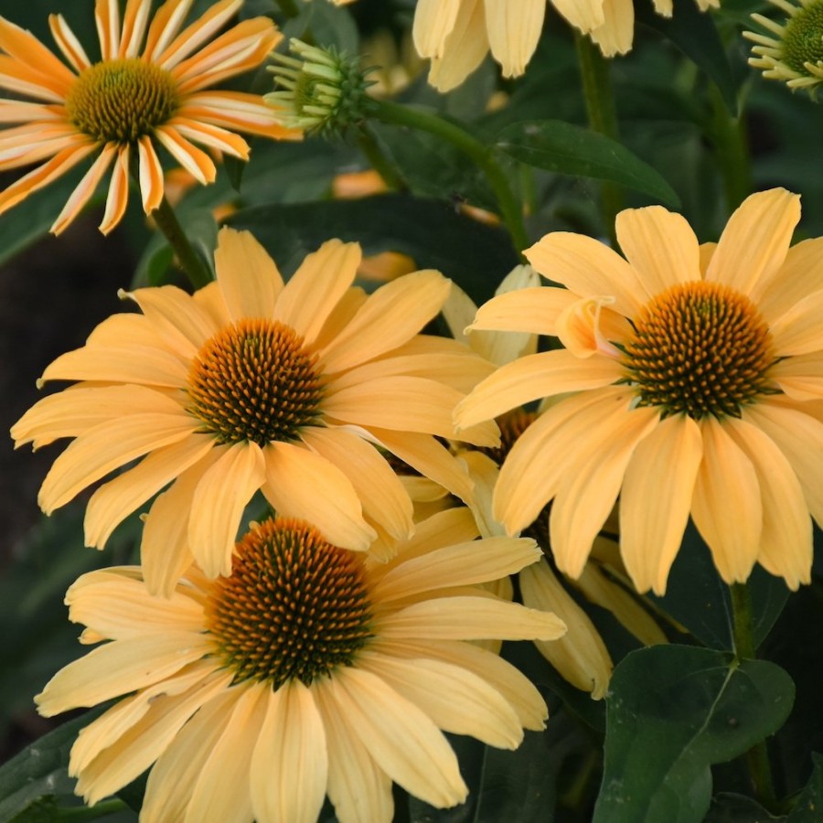 Picture of Color Coded® One in a Melon Echinacea Plant