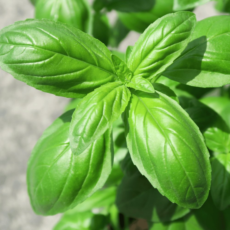 Sweet Basil Herb Plant has tall branching stems with smooth leaves, and is pollinator friendly and fragrant