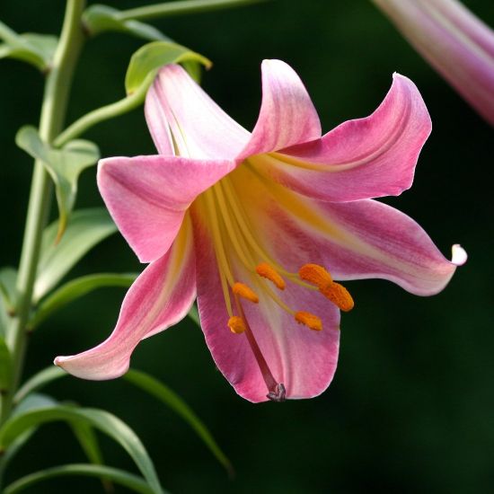 Picture of Pink Perfection Lily Plant